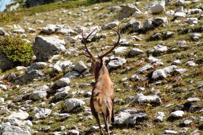 Ancora cervi